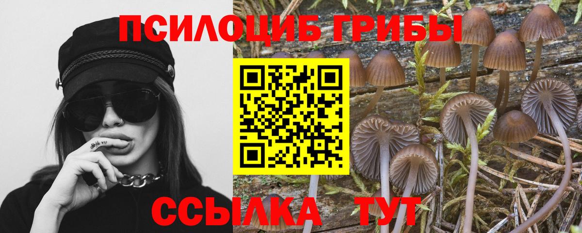 Псилоцибиновые грибы Cubensis Новотроицк